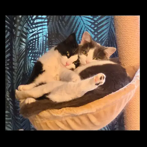 Digo Et Tino