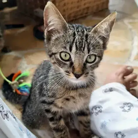 ✨️ Nox ✨️ 🐱