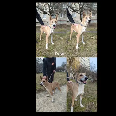 Karas