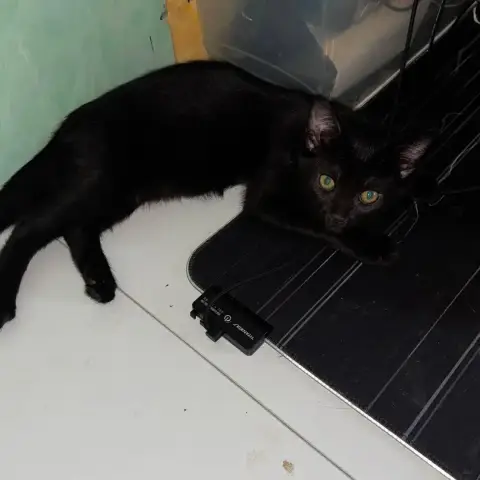 Blacky photo 2