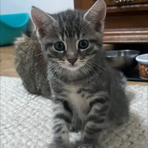Cameron