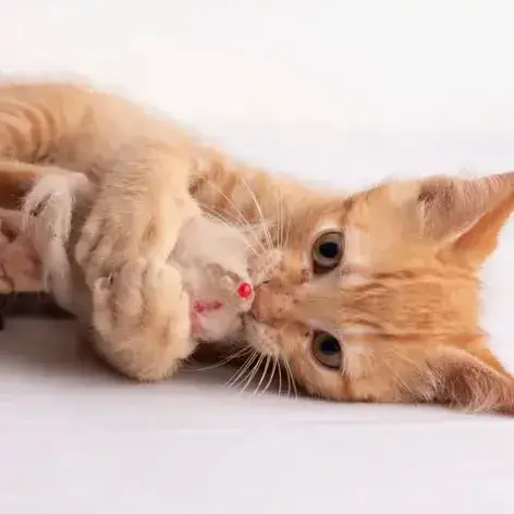 ✨️ Niro ✨️ 🐱