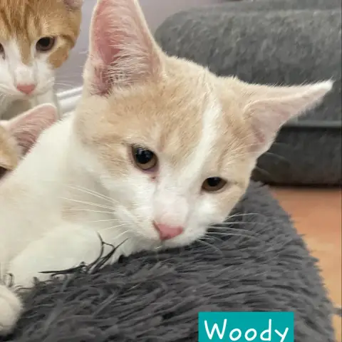 Woody