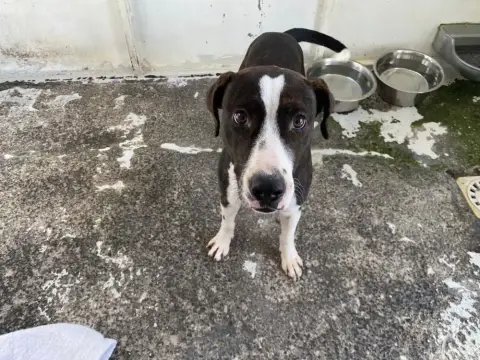 Bowie