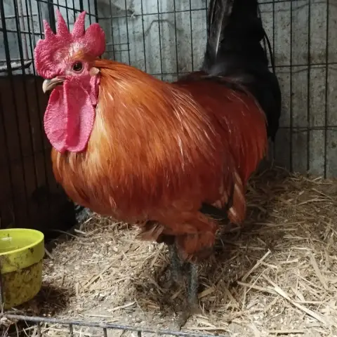 Paprika Et Ses Copains photo 3