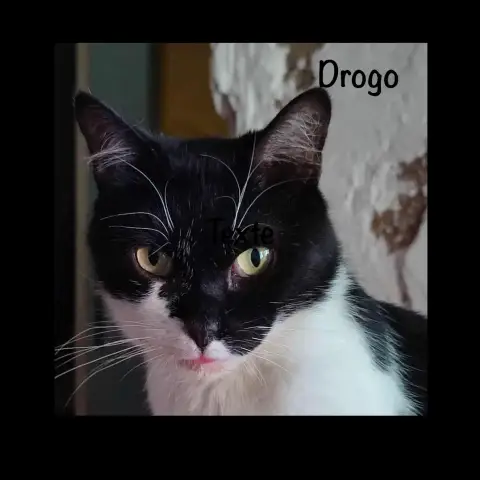 Drogo