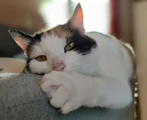 Choupette