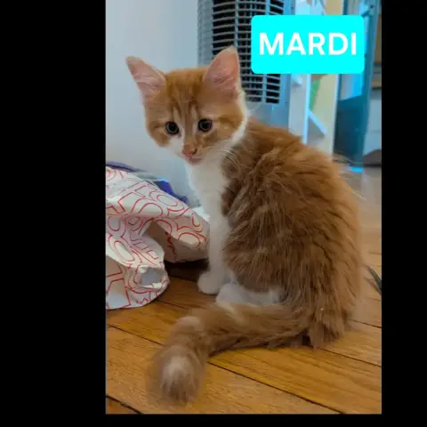 Lundi Mardi Jeudi photo 2