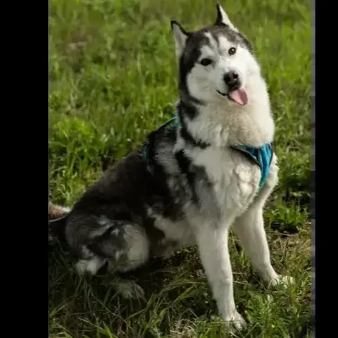 Alpha photo 2