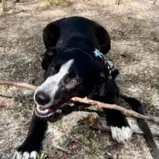 Sugus photo 3