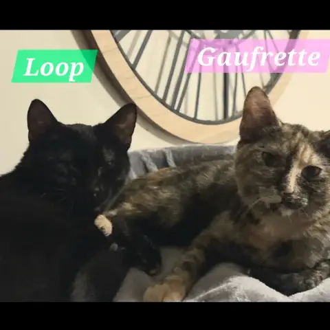 Loop photo 3