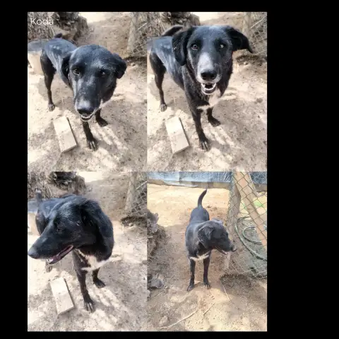 Koda