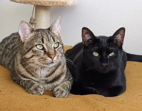 Lula Et Sailor
