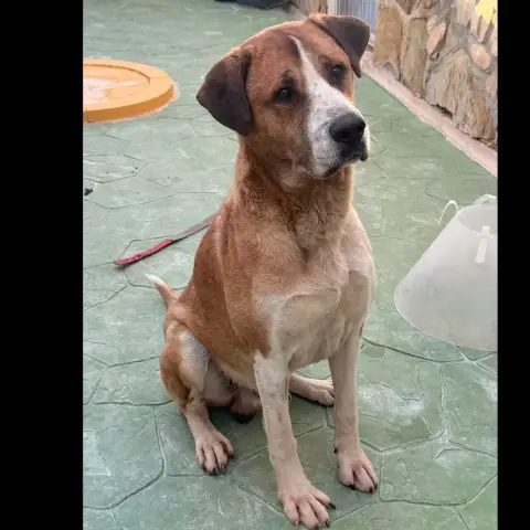 Tomas