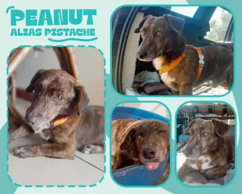 Peanut