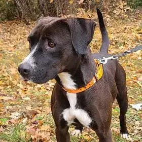 Athena