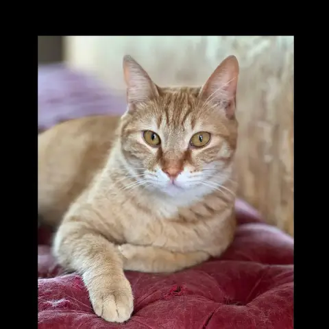 Simba