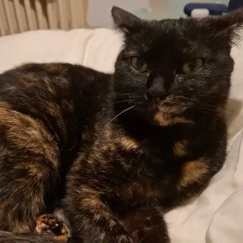 Gojira Chatte Ecaille De Tortue photo 2