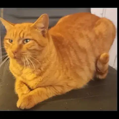 Simba