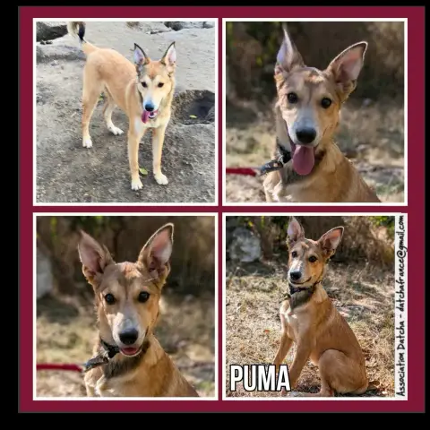 Puma