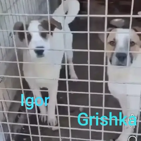 Grichka