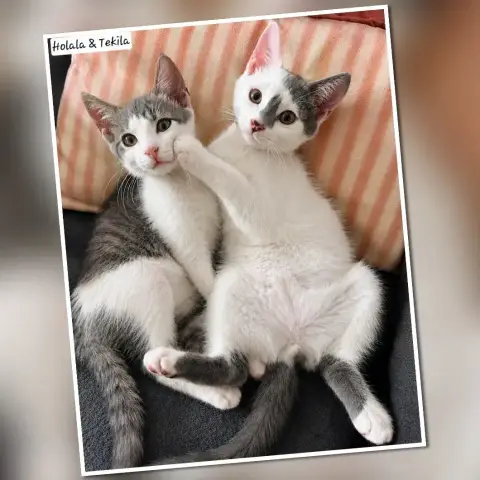 Tekila
