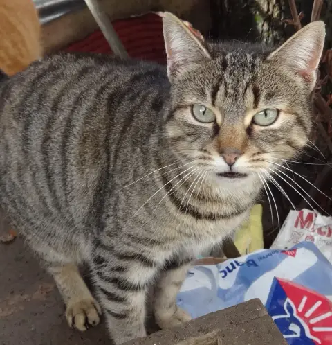 Parrainage D'Un Chat Ou D'Un