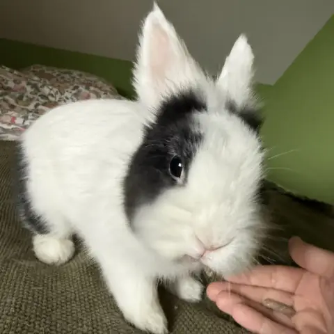 [À L'Adoption] Kaori photo 2