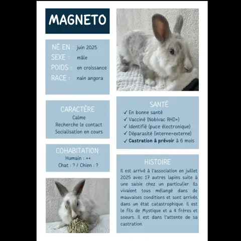Magnéto