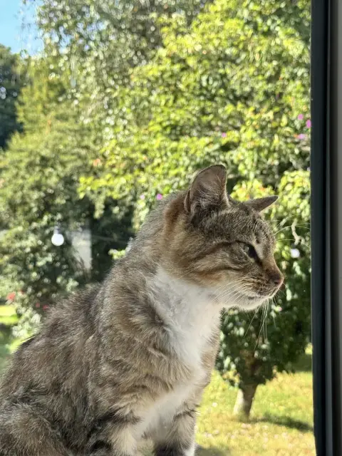 Némo photo 3
