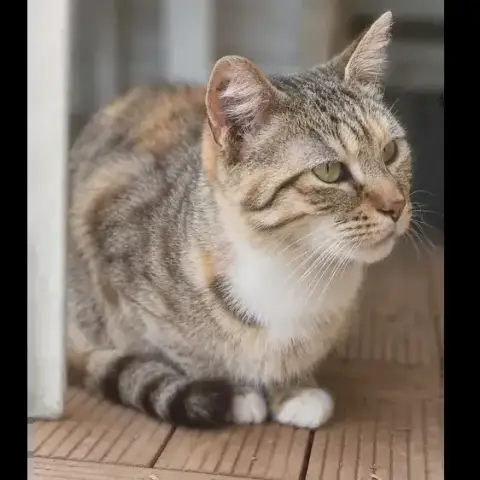 Belle