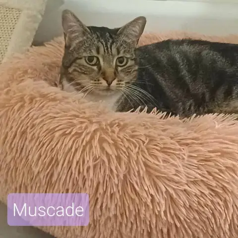 Muscade Et Paprika photo 3
