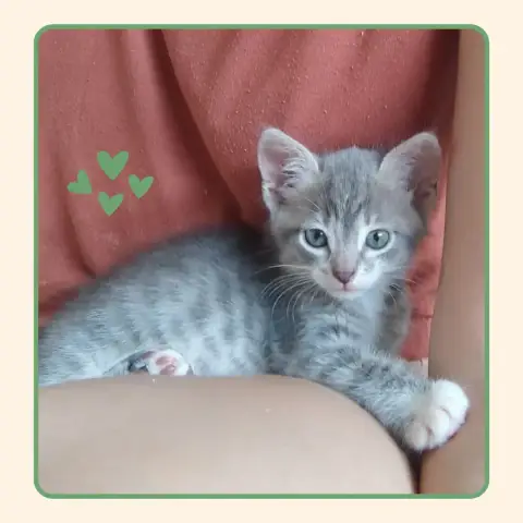Odin photo 2
