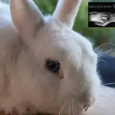 Shiro photo 2