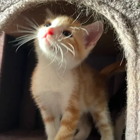 Bébé Roux photo 2