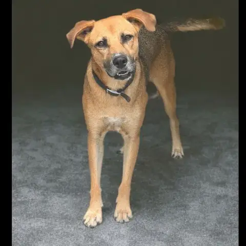 Fakir Chienne photo 2