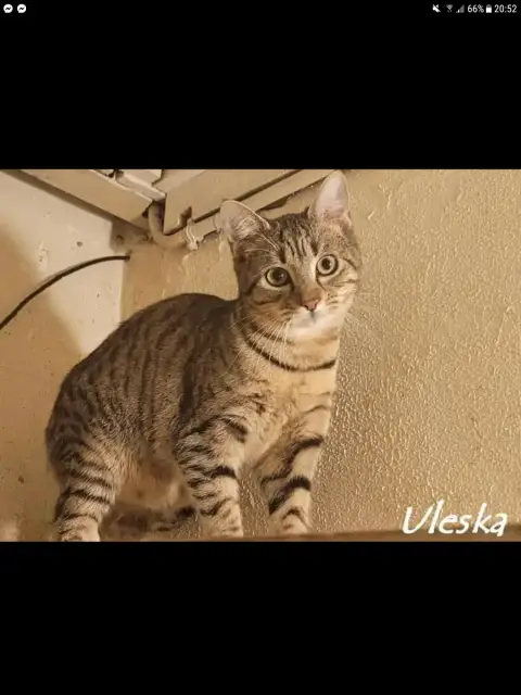Uleska photo 3