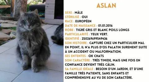 Aslan