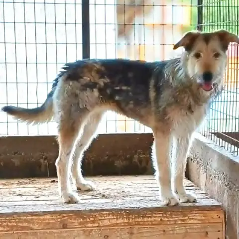 Sierra photo 3
