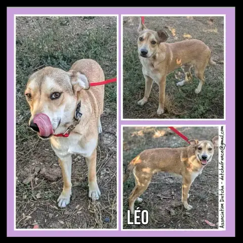 Leo