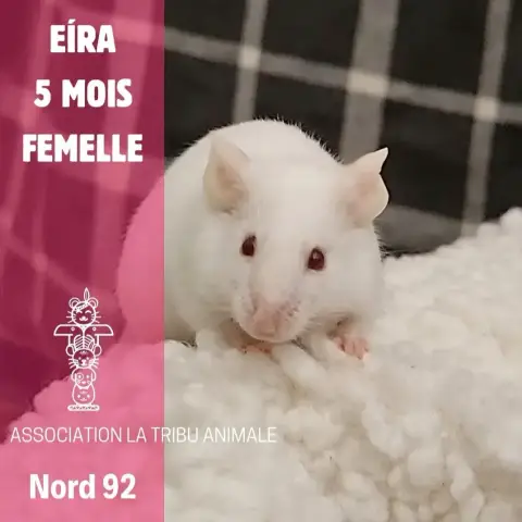 Eíra
