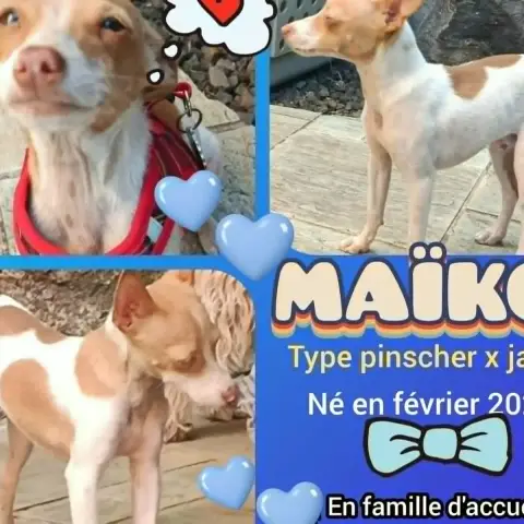 Maiko