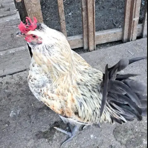 Bertrand