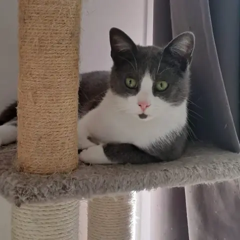 Berlioz photo 2