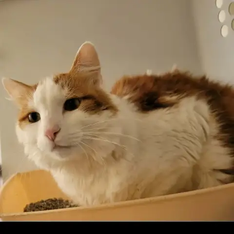 Simba 2 photo 2