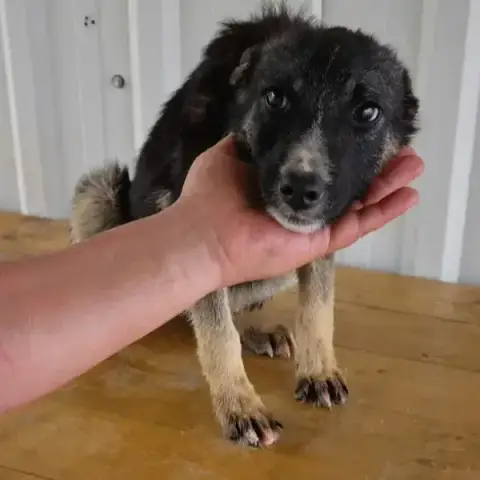 Cannelle