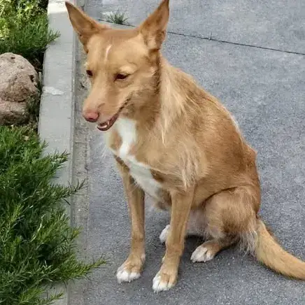 Mimi