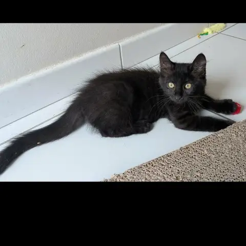 Loki
