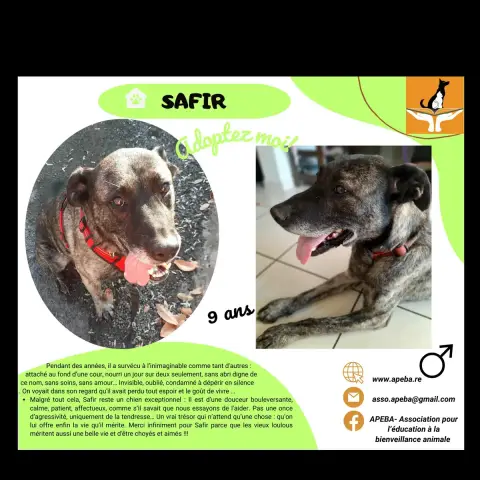 Safir