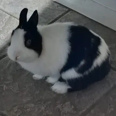 Loky photo 3